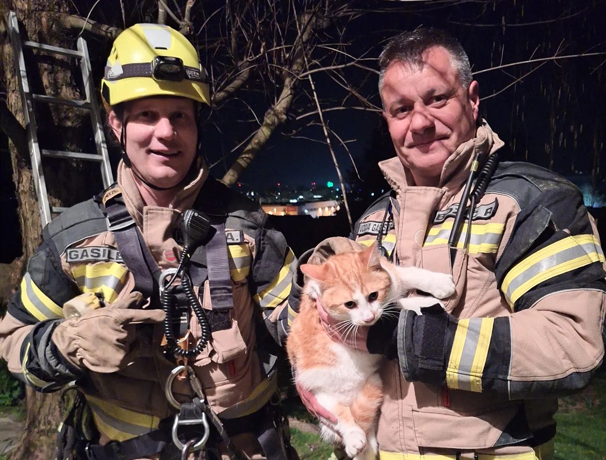 Reševanje mačka z drevesa