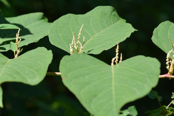 invazivne-rastline-japonski-dresnikEC9F4D3A-9EAB-1218-7BD0-52C6ECF5B0D0.jpg