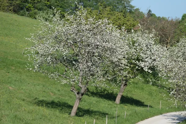 jovsi-natura-kozje-13DBDFC592-350D-08F8-F563-AF60E6A1B95C.webp