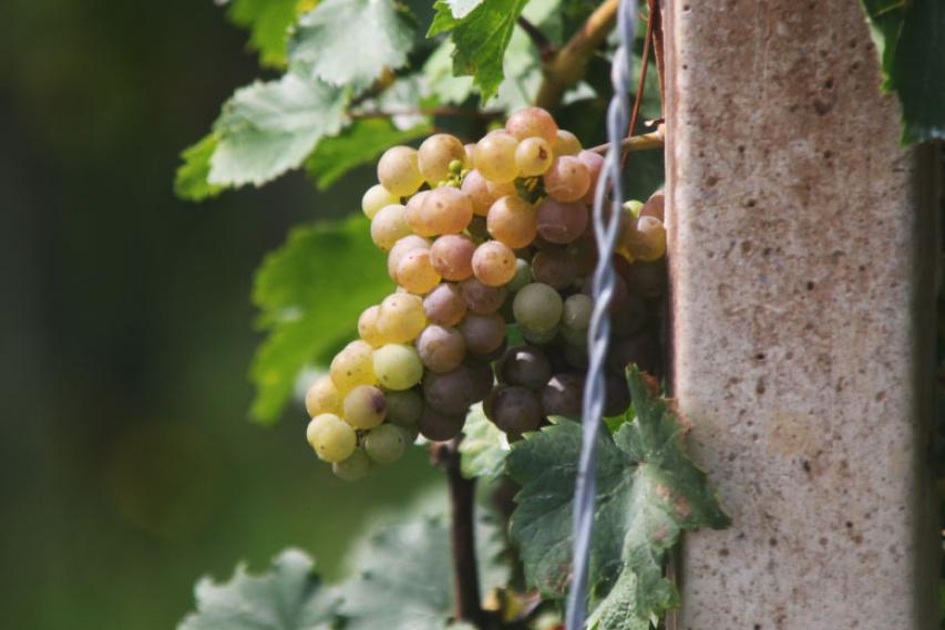 Dozorevanje grozdja v Posavju, 2020