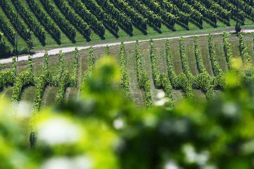 Vinogradništvo, posavski vinogradi